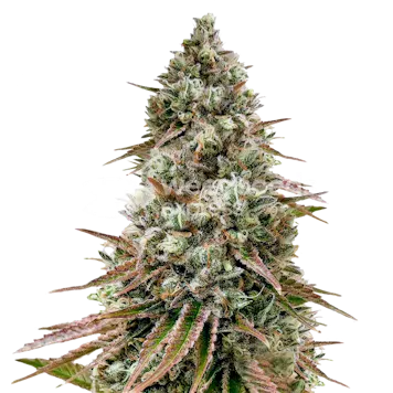 Photo of Ice Cream Cake Feminized Seeds