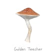 Product image for Golden Teacher Spore Syringe