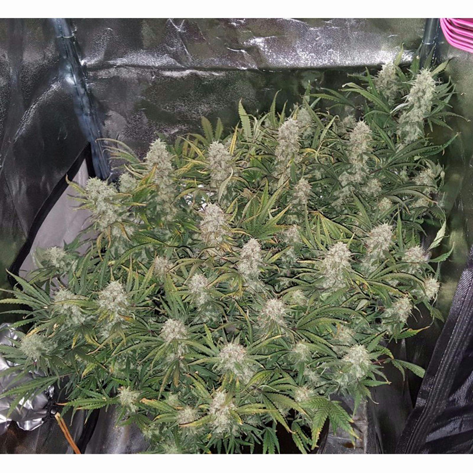 Fast Buds Autoflowering Cannabis Seeds Grapefruit Auto Fast Buds