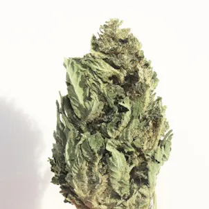 Photo of Wu 5 -15.2% CBD, Haze, Gassy, Skunk, Indica, Rest, OutdoorGrown