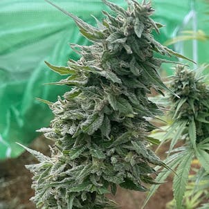 Photo of First Frost