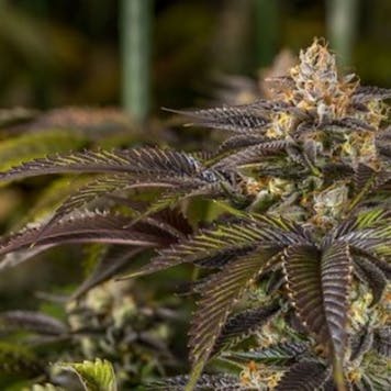 Photo of Scooby Snacks #1 seeds