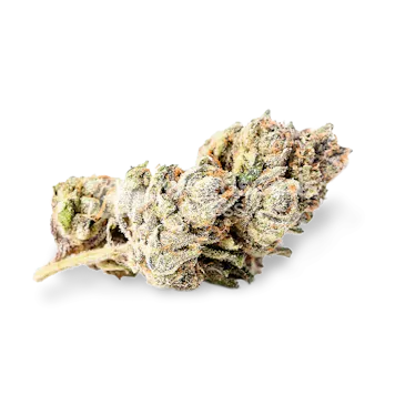 Photo of Zkittlez Feminized Seeds