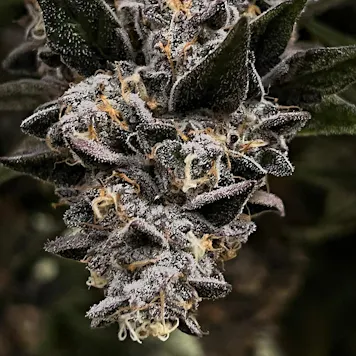 Photo of Dosi Mintz - Grower's Stash - Limited Edition Smalls