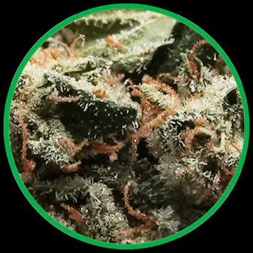 Photo of Black Triangle AAAA (0.5g) Pre-Rolls x 3