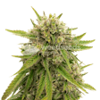 Product image for Maui Waui Feminized Seeds