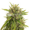Maui Waui Feminized Seeds