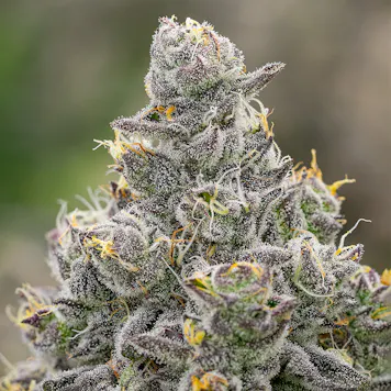 Photo of Grape Pie (feminized)