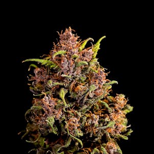 Photo of Purple Lemonade Autoflower Feminized Cannabis Seeds
