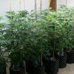 Photo of CBD Genetics - OG 78 and beyond