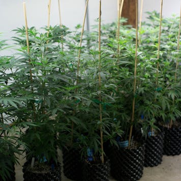 Photo of CBD Genetics - OG 78 and beyond