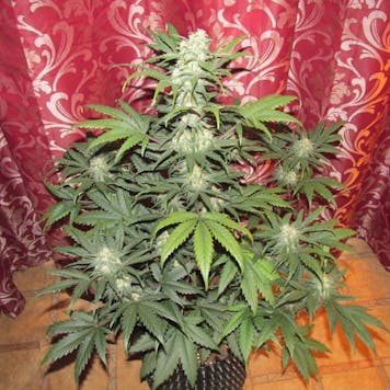 Photo of Rhino Ryder