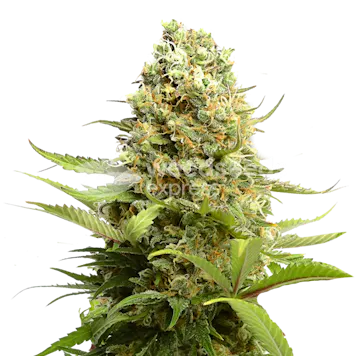 Photo of Banana Kush Autoflower Seeds