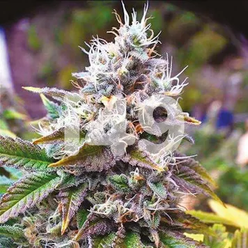 Photo of Amnesia Purple Fem