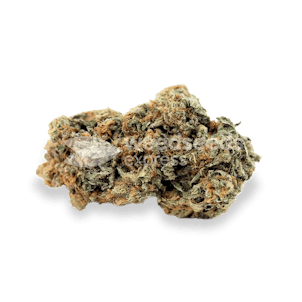 Photo of Alpine Star CBD Feminized Seeds