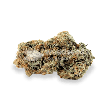 Photo of Alpine Star CBD Feminized Seeds
