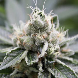 Photo of Wedding Cake