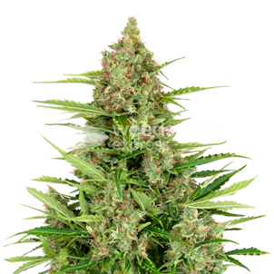 Photo of Wedding Cake Autoflower Seeds