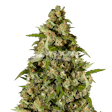 Product image for Kiwi Kush Feminized Seeds
