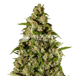 Photo of Kiwi Kush Feminized Seeds