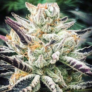 Photo of Chocolate Malawi