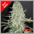 Product image for White Widow x Big Bud Feminised Cannabis Seeds | Female Seeds