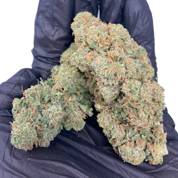 Photo of Indoor Early Blossom