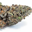 Product image for Purple Ballin Out Fem Seeds