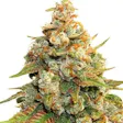 Product image for Lemon Haze Fem Seeds