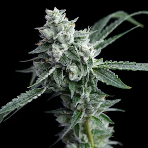 Photo of RudeBoi OG