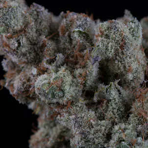 Photo of The Wonder Kid