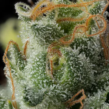 Photo of Khalifa Kush 3.5g