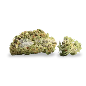 Photo of Pennywise Feminized Seeds