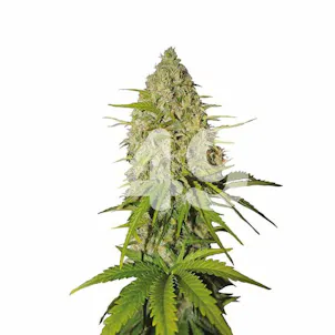 Photo of Auto Gorilla Glue #4 Fem