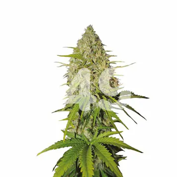 Photo of Auto Gorilla Glue #4 Fem