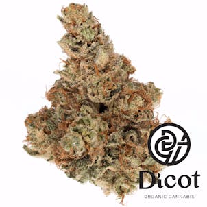 Photo of Dicot Kush