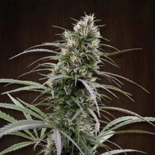 Photo of ACE Seeds - Congo Reg. and Fem. seeds