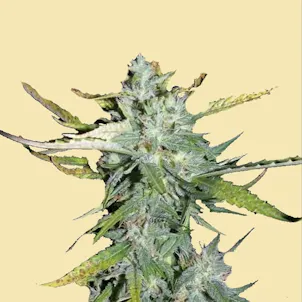 Photo of AUTO PINEAPPLE XPRESS CAKE AUTOFLOWERING SEEDS