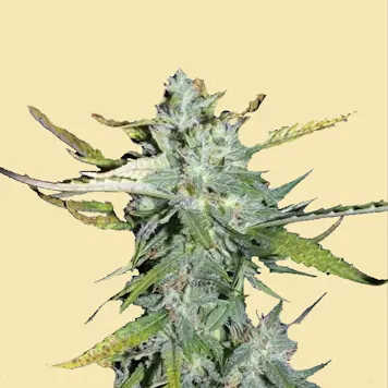 Photo of AUTO PINEAPPLE XPRESS CAKE AUTOFLOWERING SEEDS