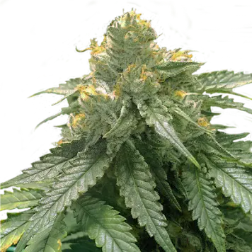 Photo of Bubba’s Gift