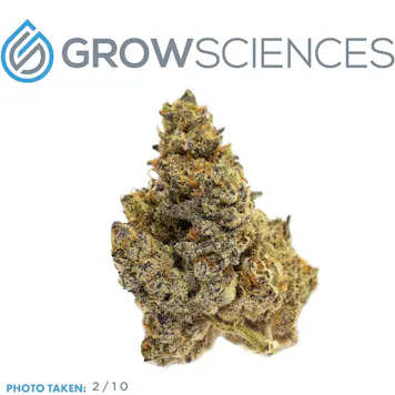 Photo of Grape Fritter Smalls