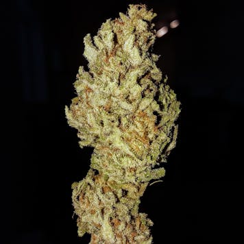 Photo of Blessed Hellride