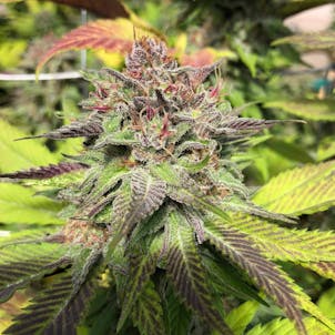 Photo of Jagerschnitzel