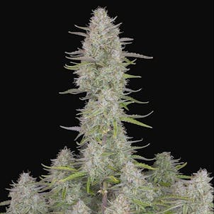 Photo of Wedding Cake Auto Fem Seeds