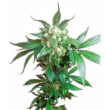 Photo of L.A Don Feminized