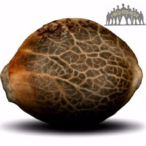 Photo of JACK BURTON | fortune cookies x thai cookies