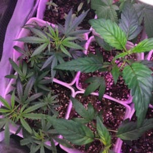 Photo of Black Widow - Healthy clones