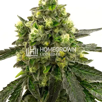 Photo of Girl Scout Cookies Feminized