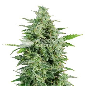 Photo of OG Kush Autoflower Seeds