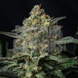 Product image for Northern Lights Autoflower